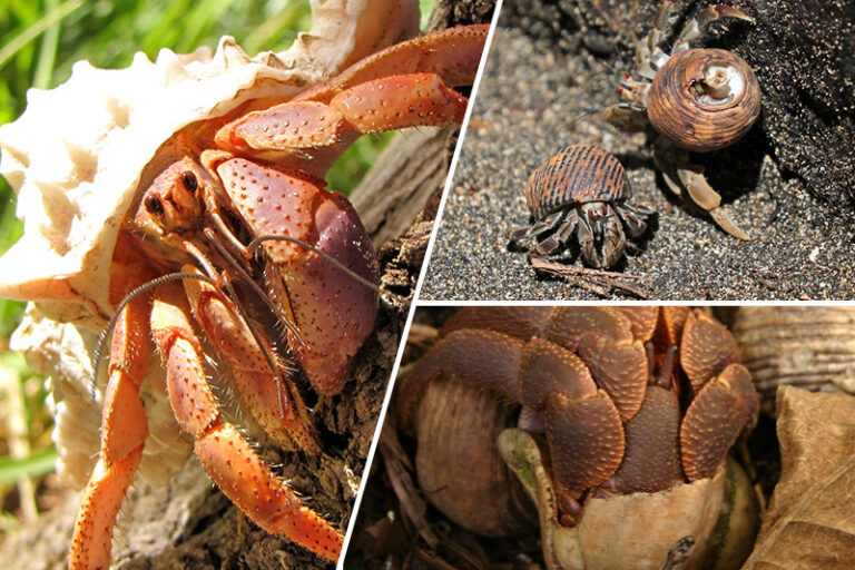 A Guide To Land Hermit Crab Species | Hermit-Crab.com