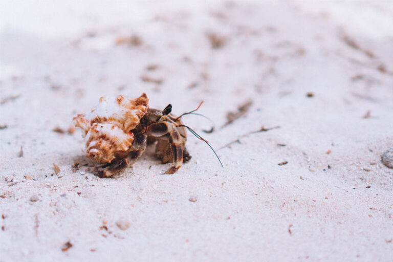 hermit-crab-leaving-its-shell-hermit-crab