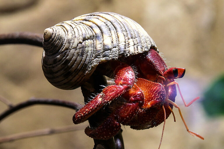 Tips For Happy Hermit Crab Hermit Crab