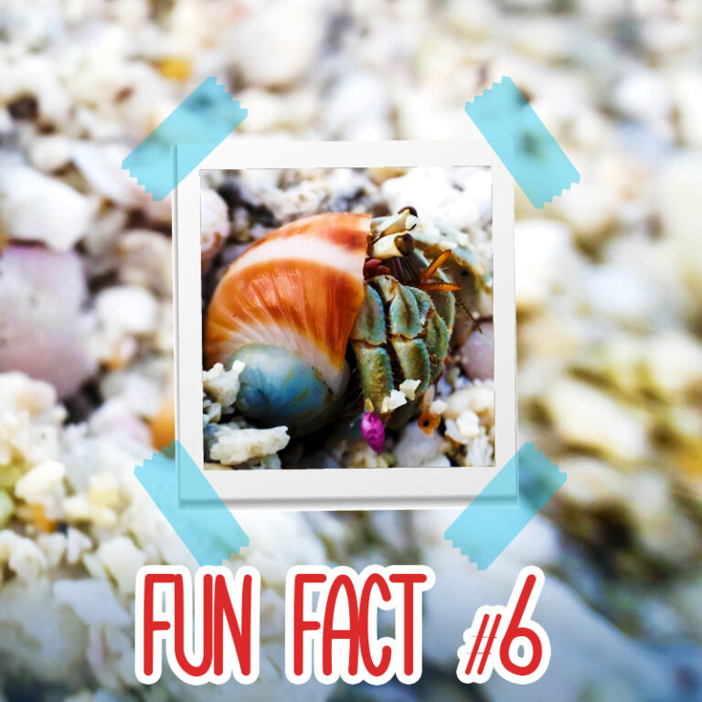 Six Hermit Crab Fun Facts | Hermit-Crab.com