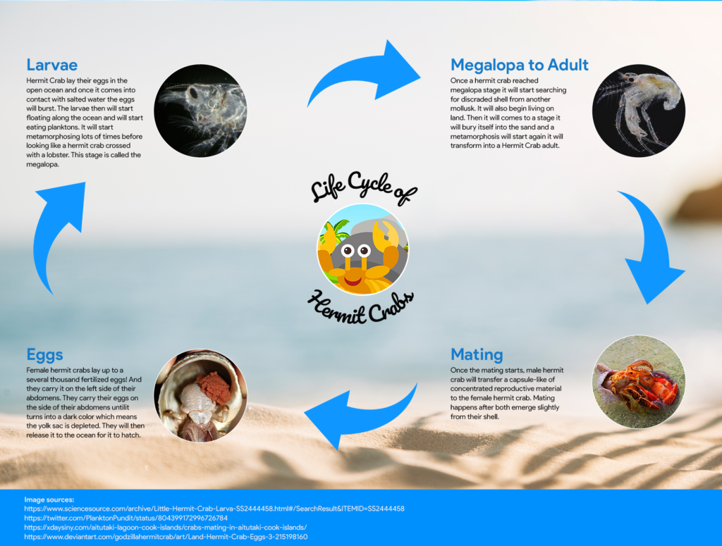 The Land Hermit Crab Life Cycle Hermit 