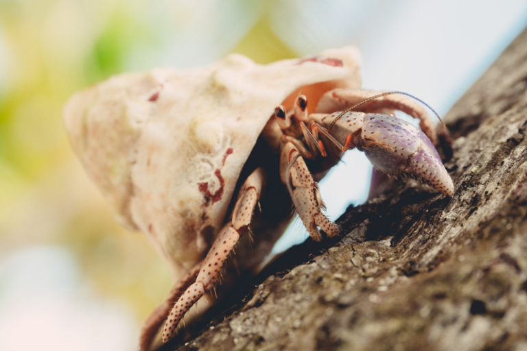 Cute Hermit Crab Names | Hermit-Crab.com