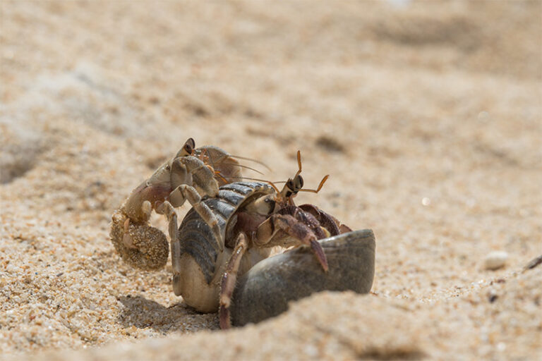 What Animals Can Safely Live with My Hermit Crab? Hermit