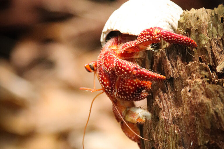 can-snails-and-hermit-crabs-live-together-hermit-crab