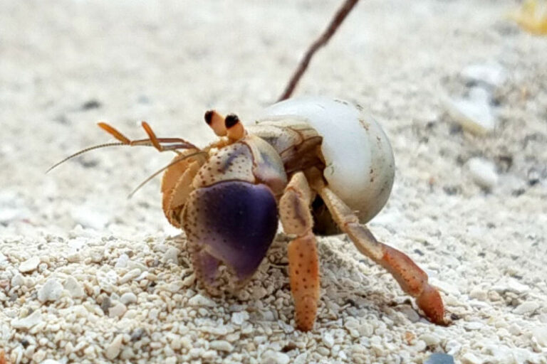 can-you-feed-your-hermit-crabs-insects-hermit-crab