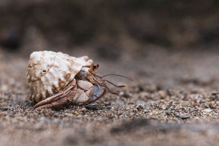 Essential Items In Your Hermit Crab Tank 