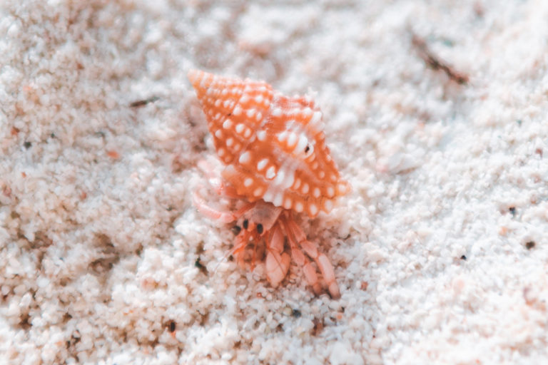 The Hermit Crab Life Cycle | Hermit Crab